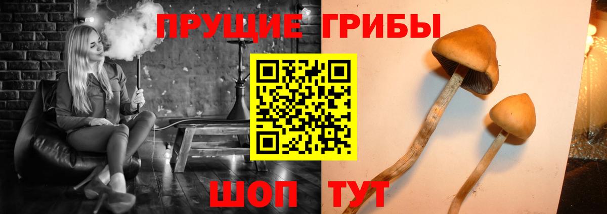Крымск  Псилоцибиновые грибы MAGIC MUSHROOMS  Вход с VPN 